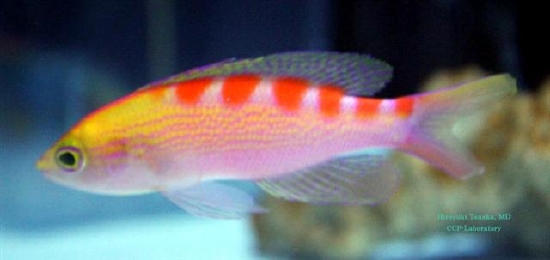  Pseudanthias flavoguttatus (Red Saddled Anthias, Yellow-spotted Anthias)